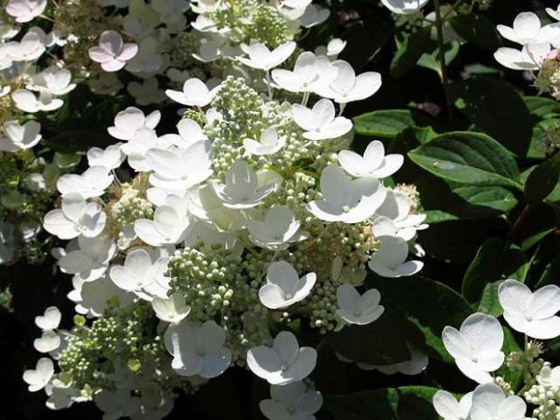 Hydrangea paniculata 'Quick Fire'