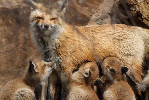 Vulpes vulpes