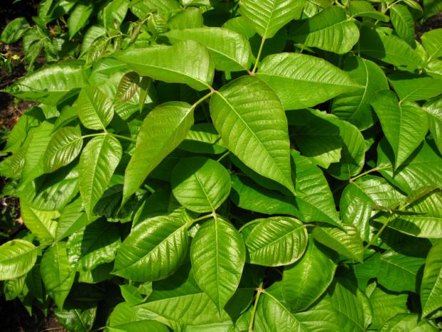  Poison ivy (Toxicodendron radicans) - Summer foliage