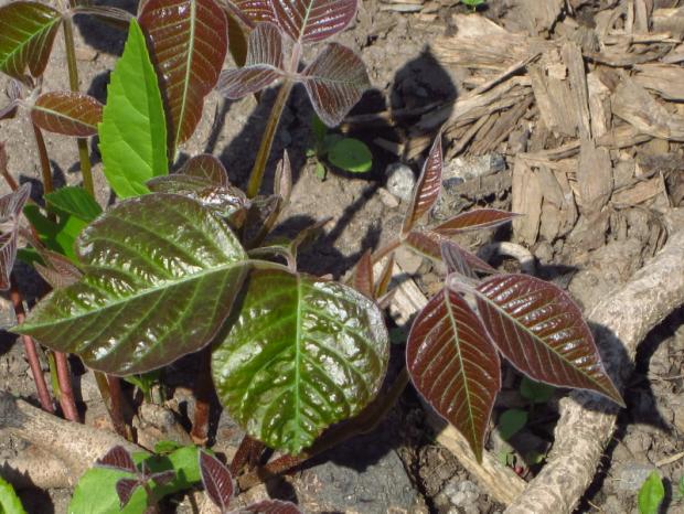 Poison ivy (Toxicodendron radicans) - New foliage in spring