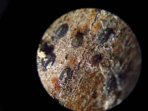 Cochenille du magnolia, nymphes hivernantes sous la loupe binoculaire Neolecanium cornuparvum