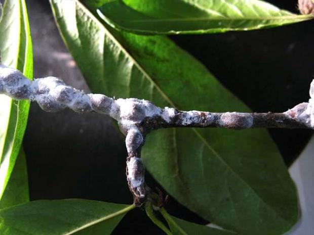 Cochenilles du magnolia (Neolecanium cornuparvum) recouvertes d'une couche poudreuse
