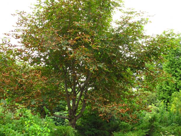 Horsechestnut leaf blotch
