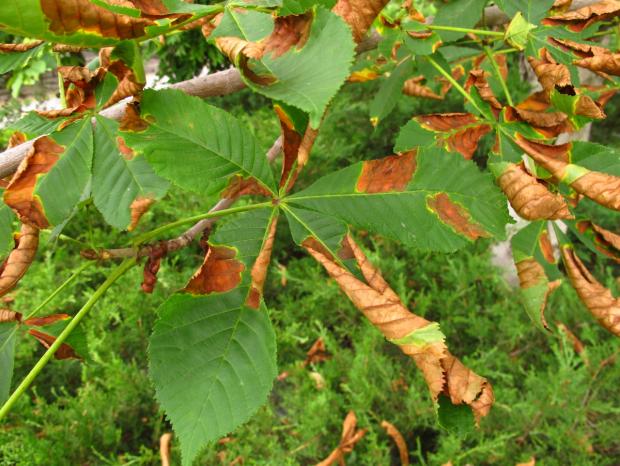 Horsechestnut leaf blotch
