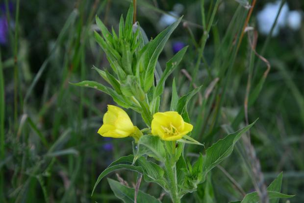 Oenothera biennis