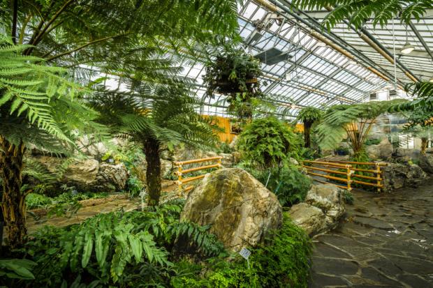 General view of the Ferns Greenhouse