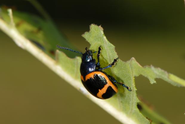 Labidomera clivicollis