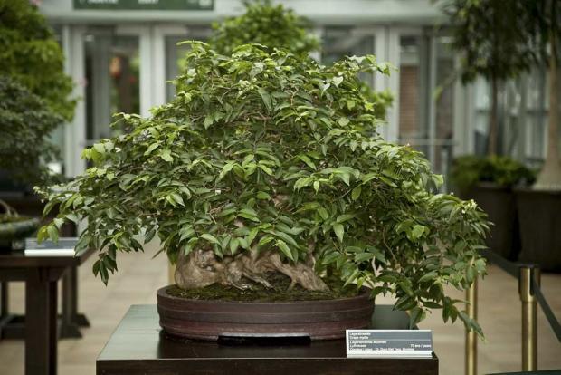 Lagerstroemia lecomtei