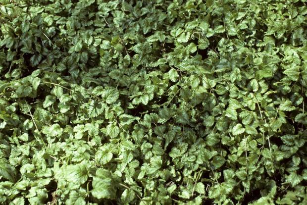 Lamium galeobdolon 'Variegatum'