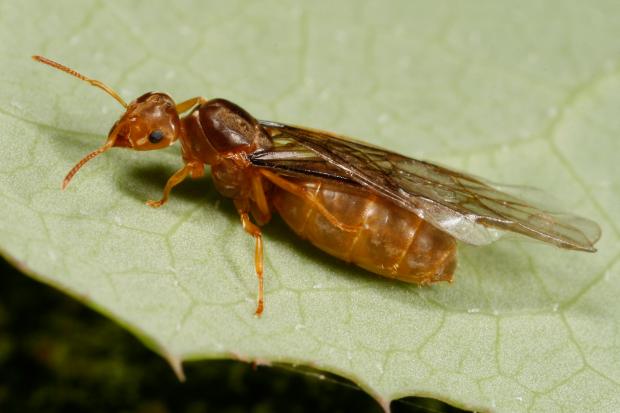 Lasius sp. Québec, Canada.