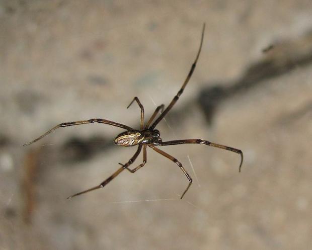 Latrodectus hesperus, female - western black widow