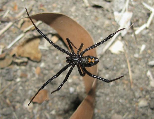 Latrodectus hesperus, female - western black widow