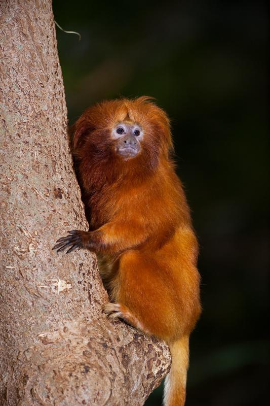 Golden lion tamarin (Leontopithecus rosalia).