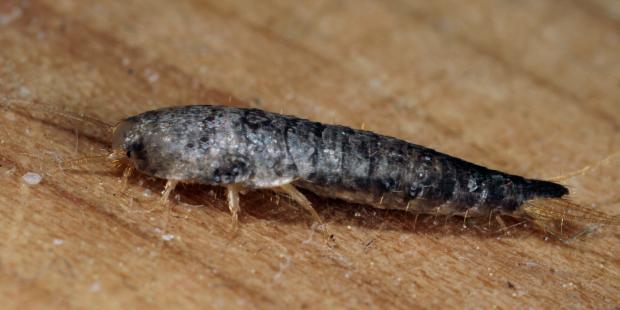 Lepisma saccharina, Québec, Canada.