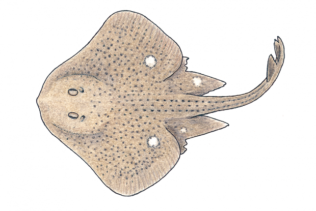 Leucoraja ocellata