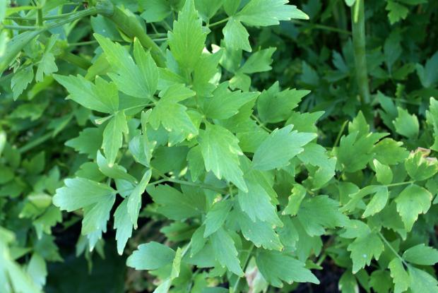 Levisticum officinale