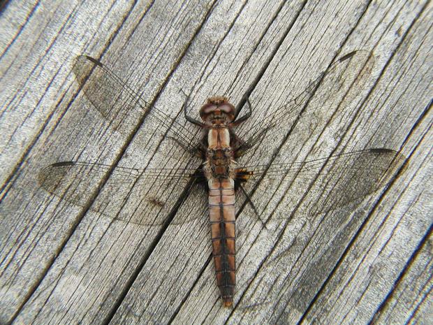 Libellula julia, Québec, Canada.