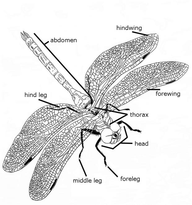 Bugs 3 sales parts