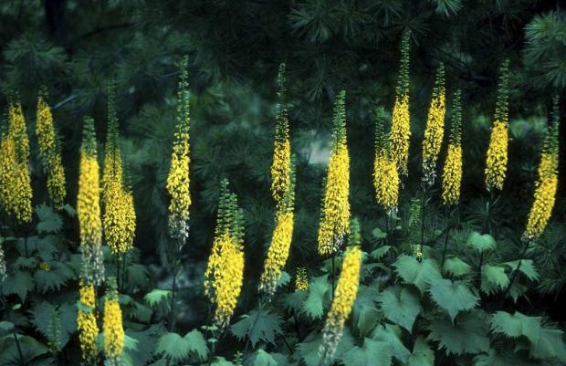 Ligularia stenocephala