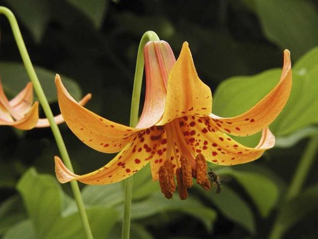 Lilium michiganense