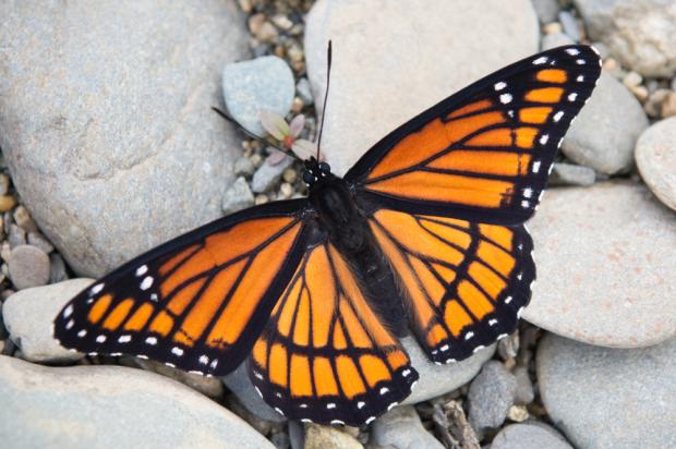 Limenitis archippus