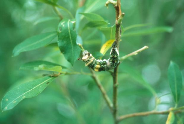 Limenitis arthemis, caterpillar