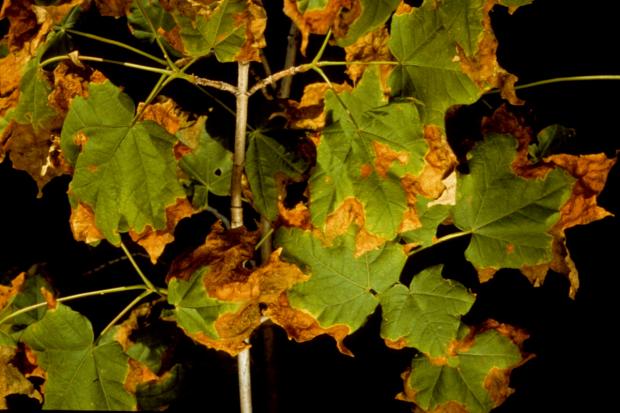 Maple leaf affected by anthracnose disease.