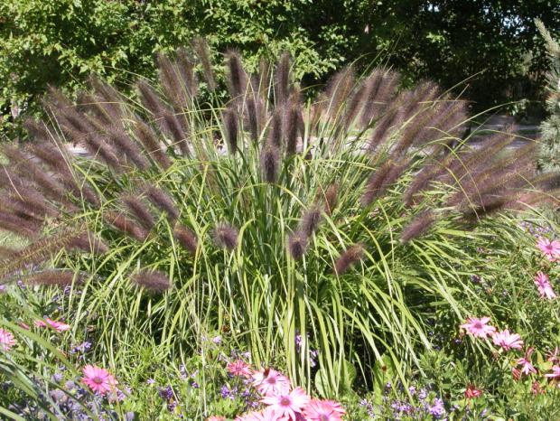 Perennials flowerbeds with grasses in the center