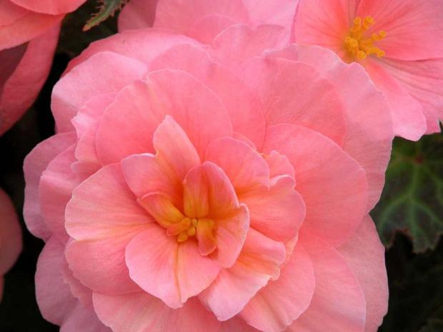 Begonia tuberosa 'Fortune Pink'
