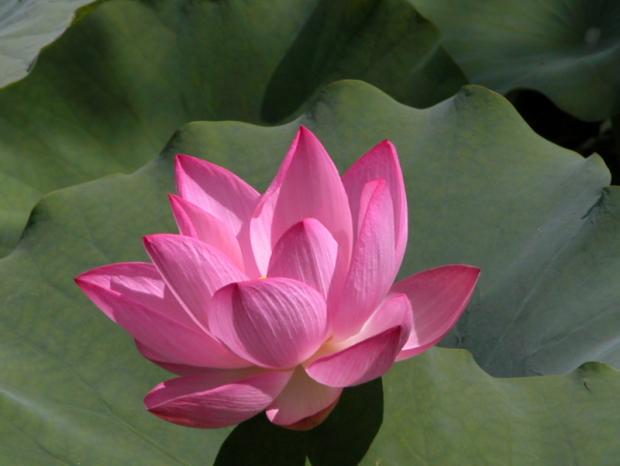 Lotus d'Oient (Nelumbo nucifera)