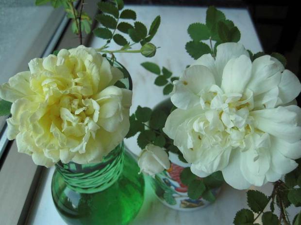 Cut flowers (Rosa 'Beauty of Dropmore' and Rosa 'Kilwinning')