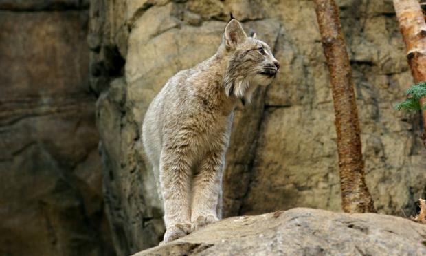 Lynx canadensis.
