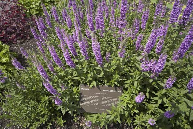 Lythrum salicaria.