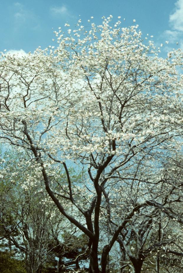 Magnolia kobus.