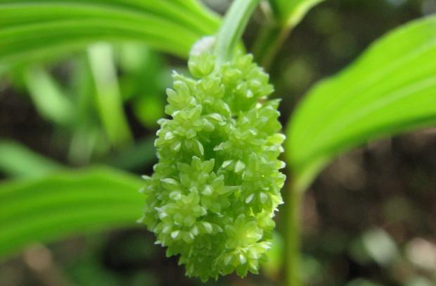 Maianthemum racemosum