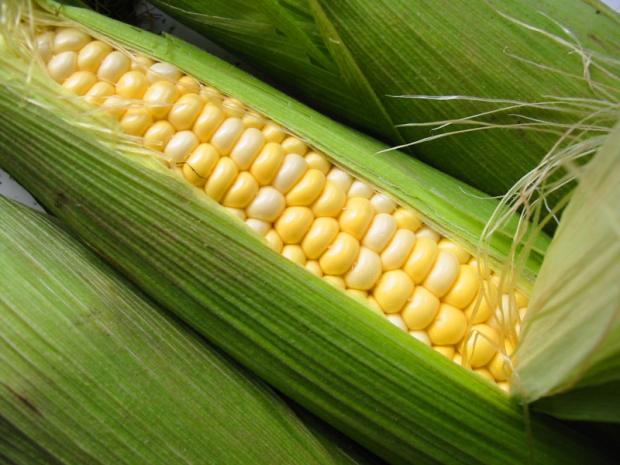 Zea mays