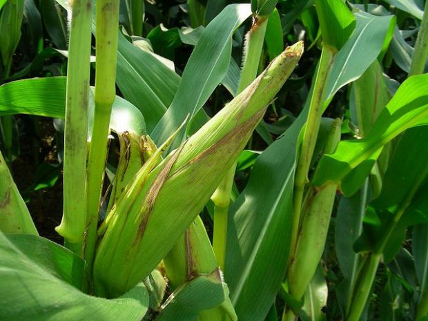 Zea mays
