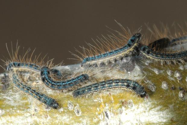 Malacosoma disstria
