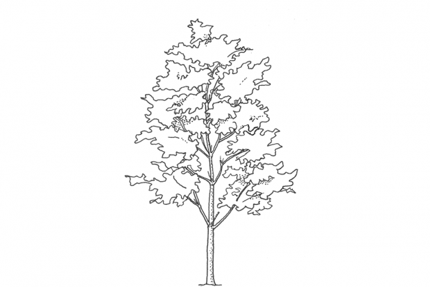 Manilkara zapota (L.) P. van Royen