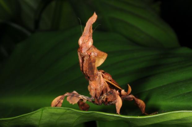 Ghost mantis on a leaf