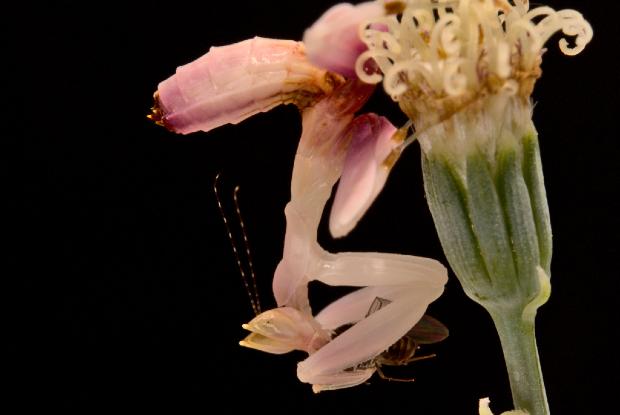 A praying mantis eats an insect.