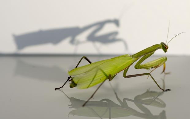 Mantis religiosa