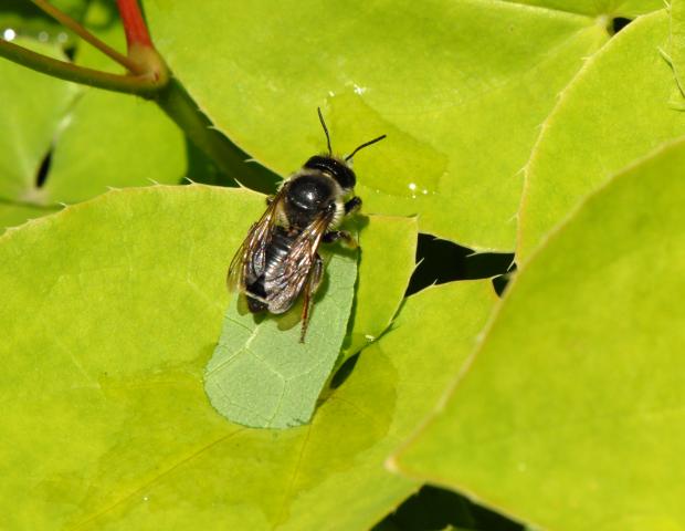 Megachile frigida, Québec, Canada.