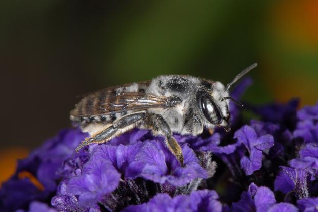 Megachile texana