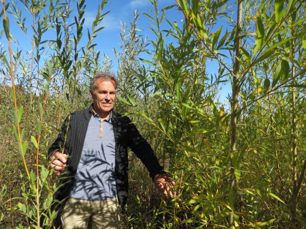 Michel Labrecque au milieu de saules sur un site de phytoremédiation à Varennes, Québec.