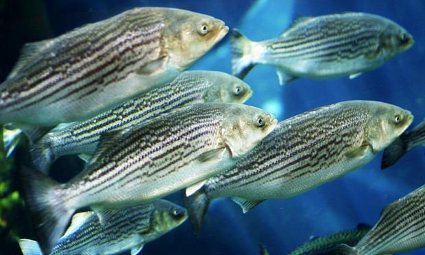 Morone saxatilis