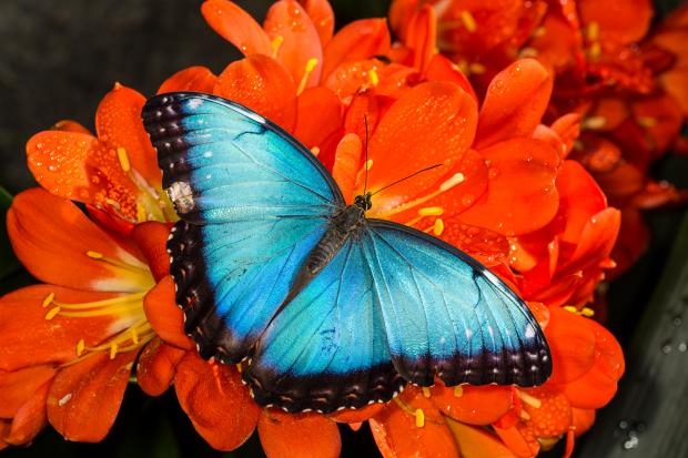 Un papillon de l'espèce morpho bleu
