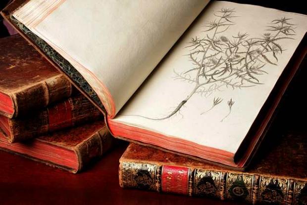Botanical Garden Library's collection of rare books: Flora Danica