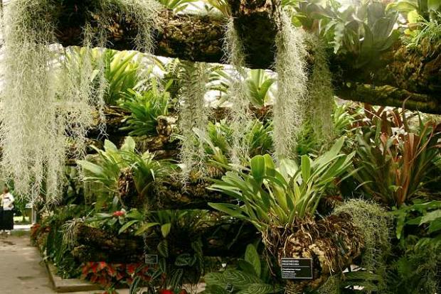 Tropical Rainforest Greenhouse