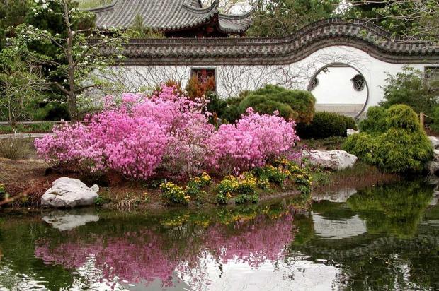 Rhododendron